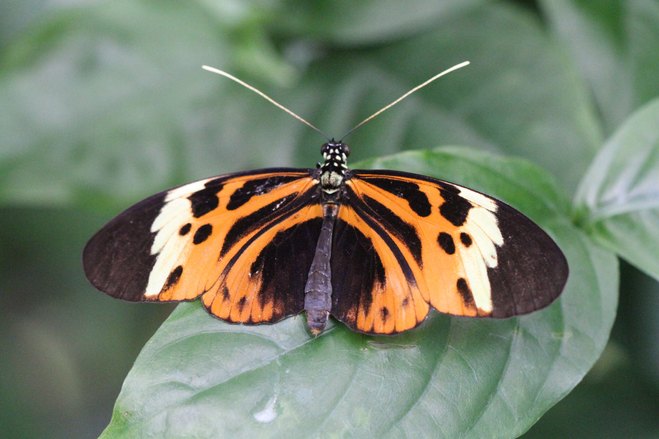Tiger Longwing Butterfly