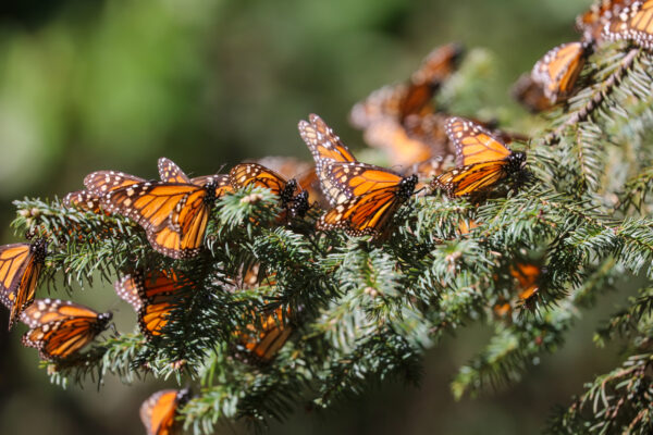 Monarch 101 Day Camp