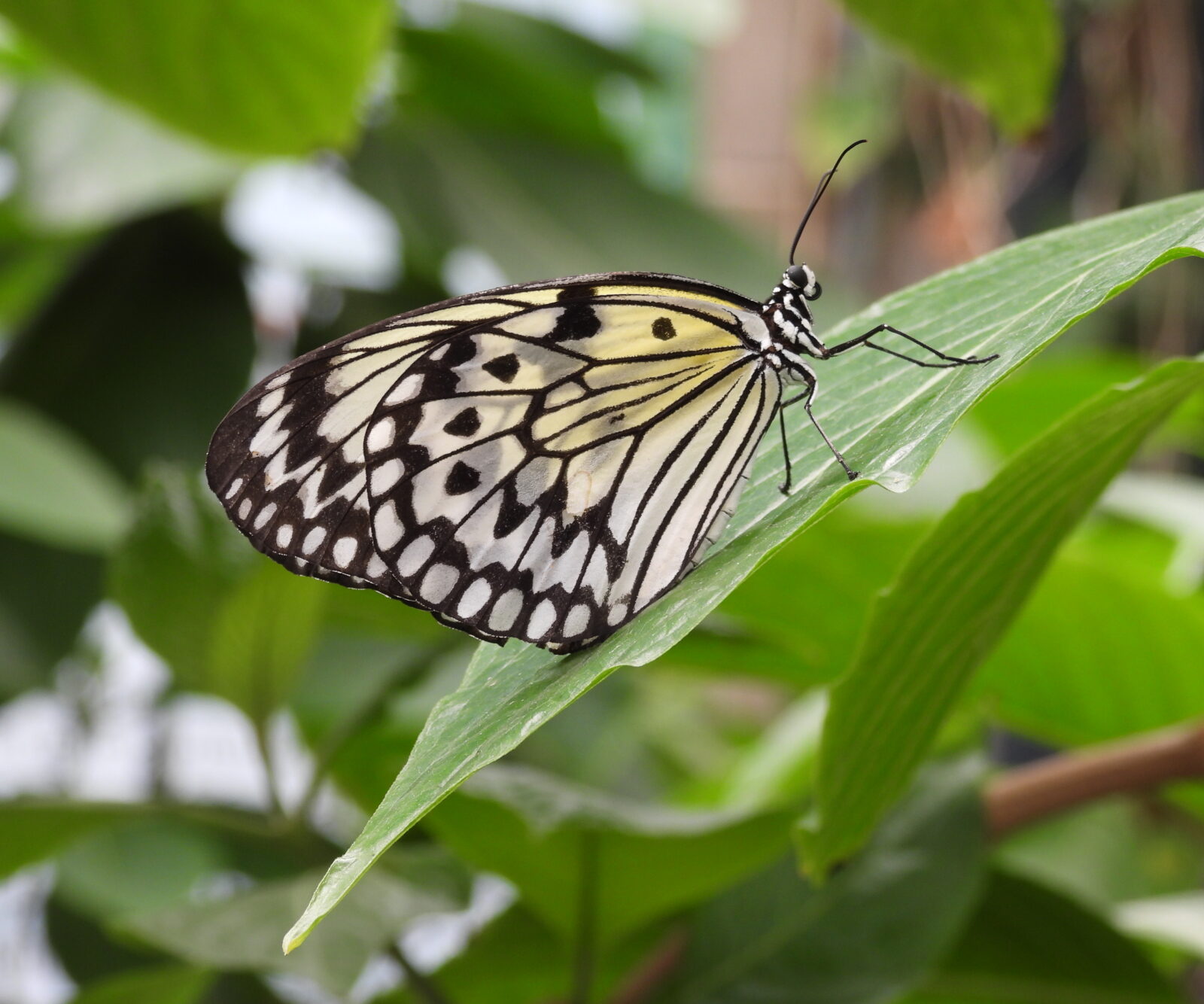 Paper Kite Butterfly