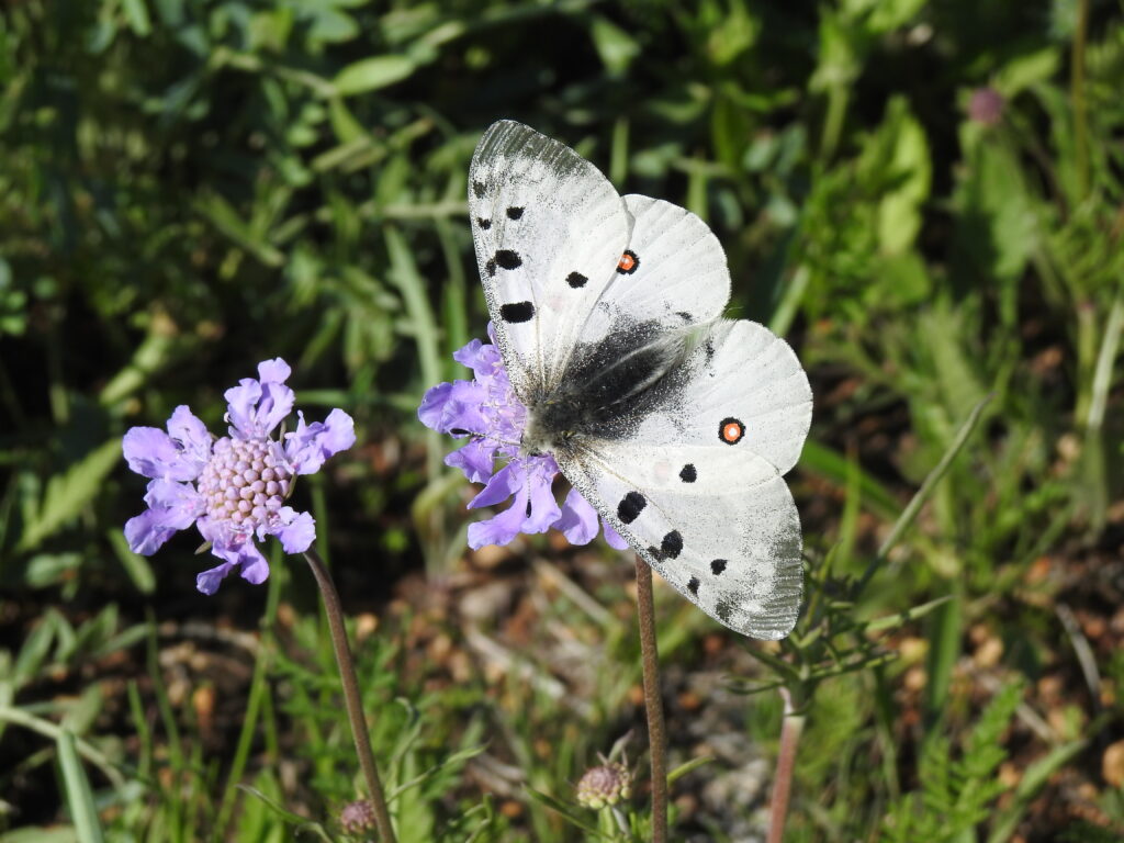 Mongolia Butterfly Conservation