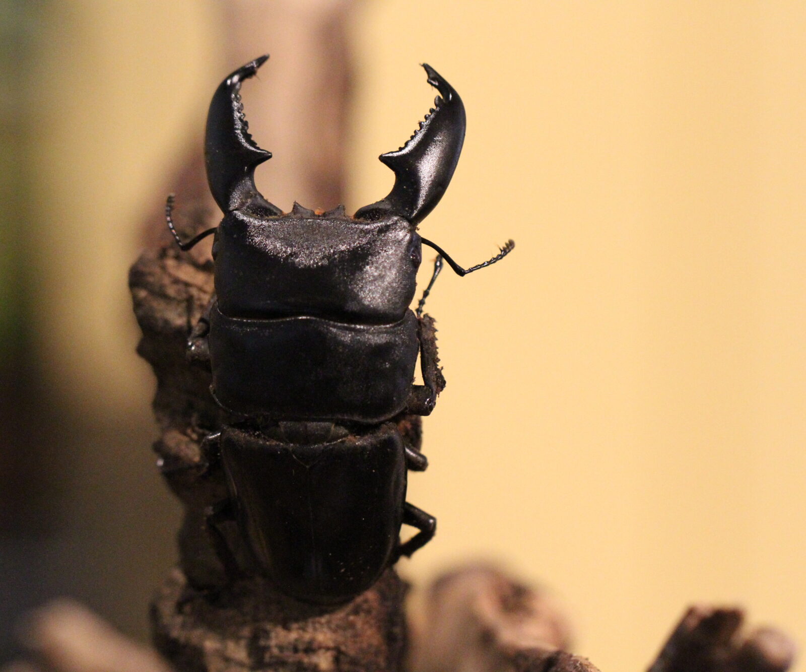 Dorcus Beetle