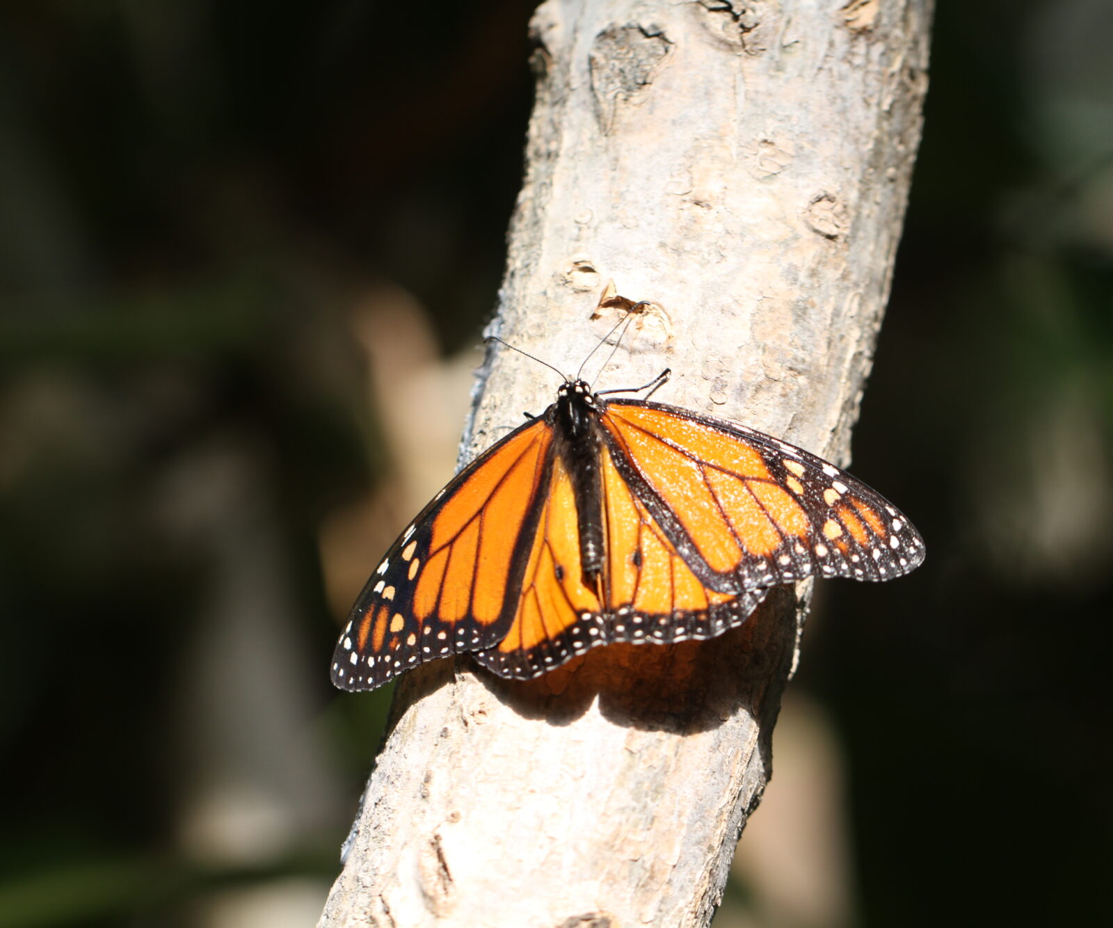 Monarch Butterfly