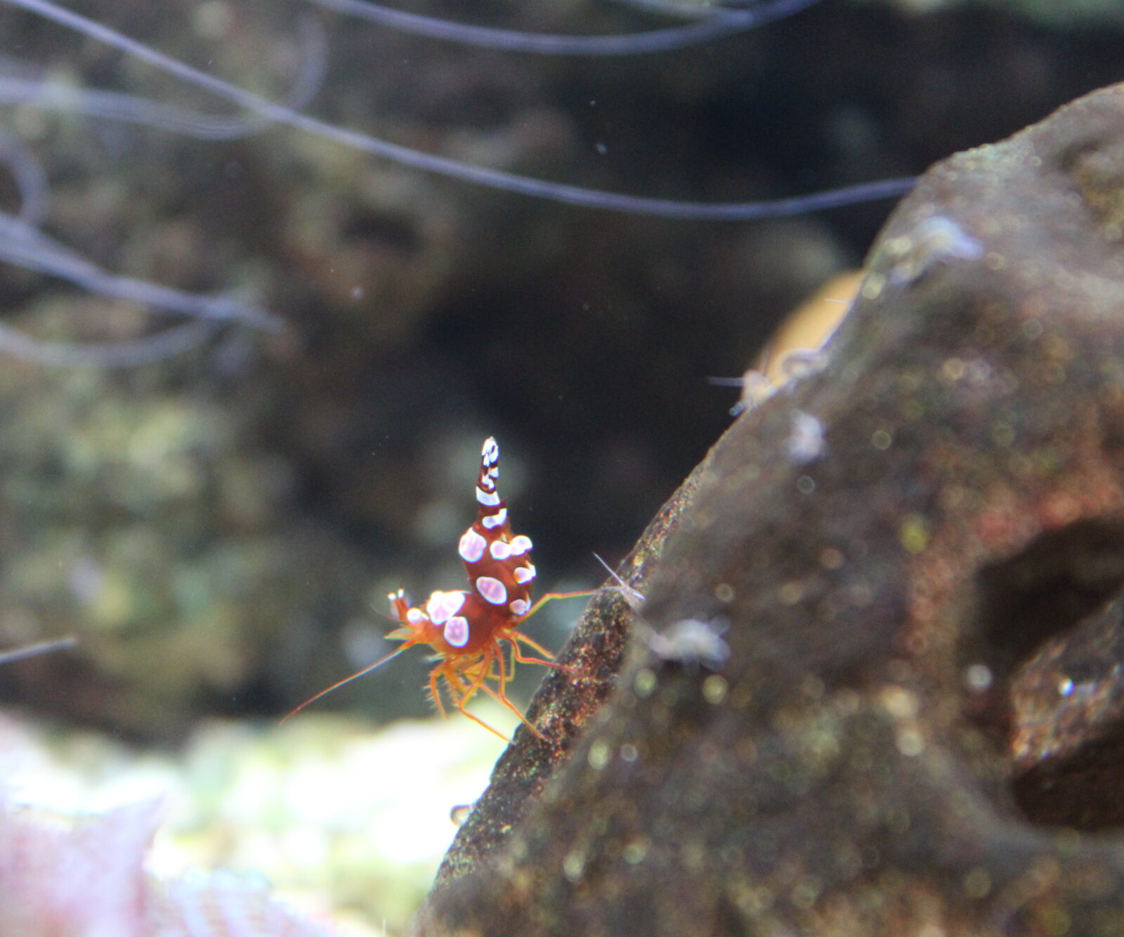 Sexy Shrimp