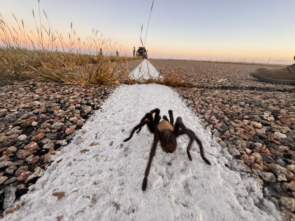Tarantula Ecology Project