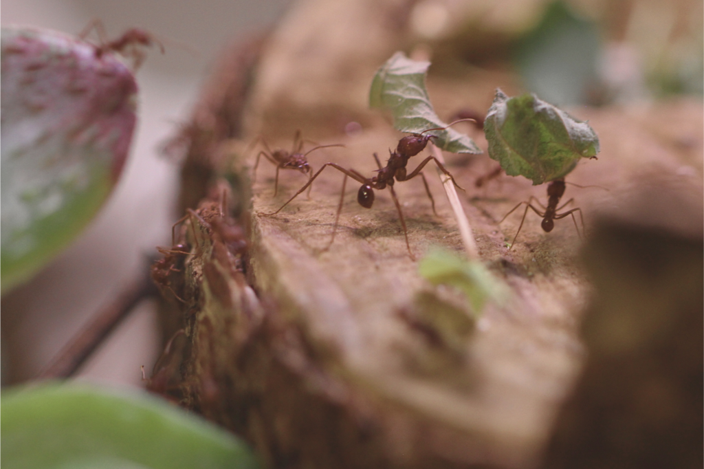 Legacies: Invertebrates of Mexico