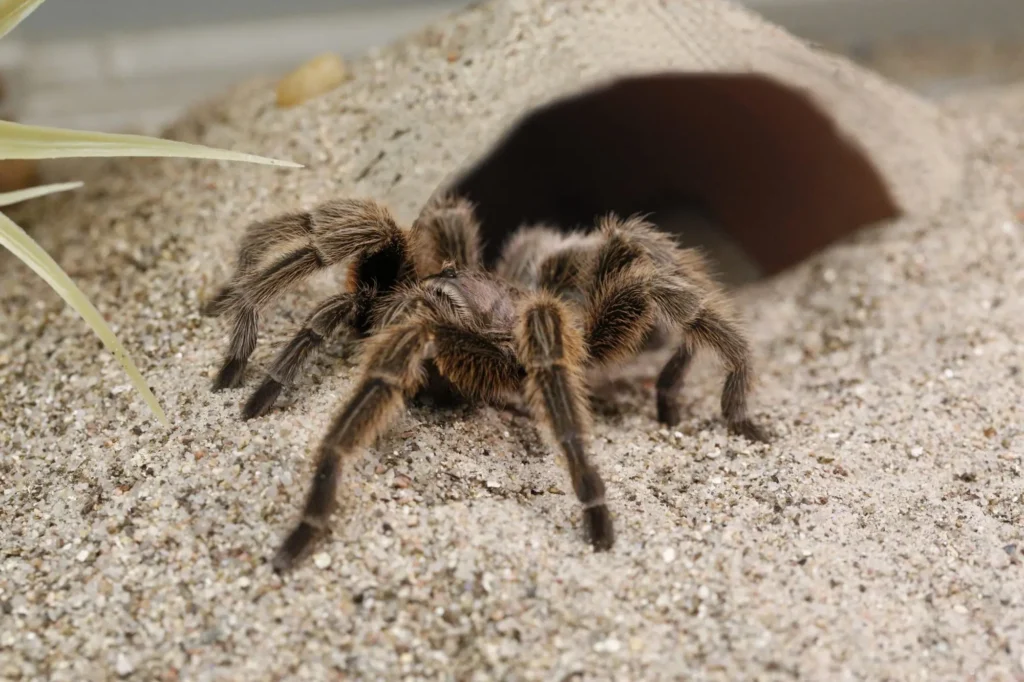 Tarantula Breeding and Rearing