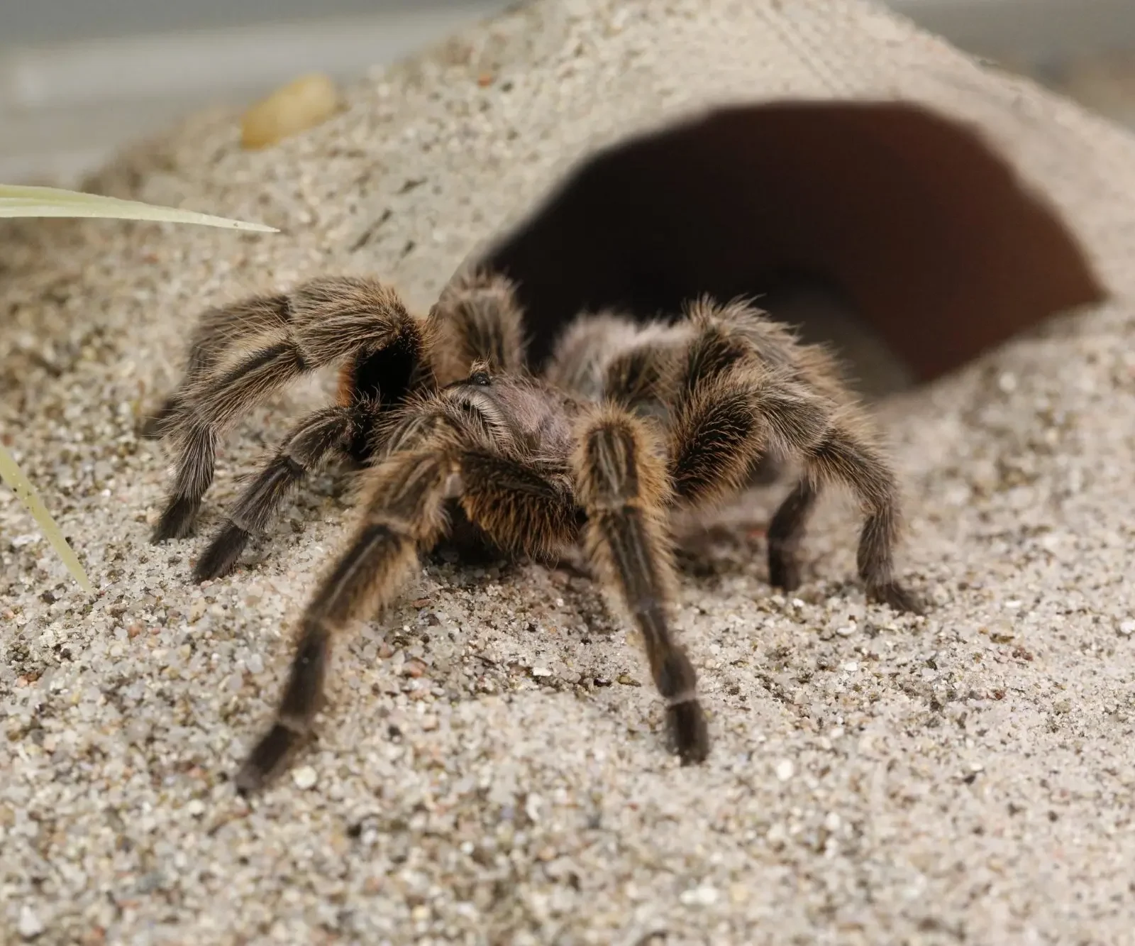Rosie the Tarantula