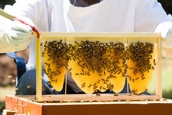 Beekeeping Bootcamp 2026