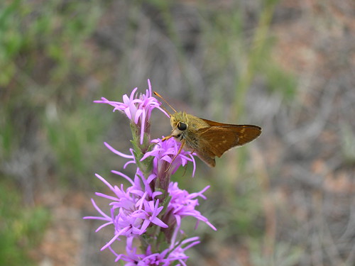 Pawnee montane skipper | Pawnee montane skipper (Hesperia le… | Flickr