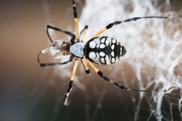 Sparkle and Spin: Beaded Spider Ornaments
