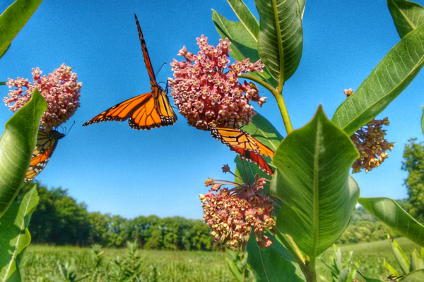 Pollinator Gardening Bootcamp – Pollinator Garden Prep and Planting