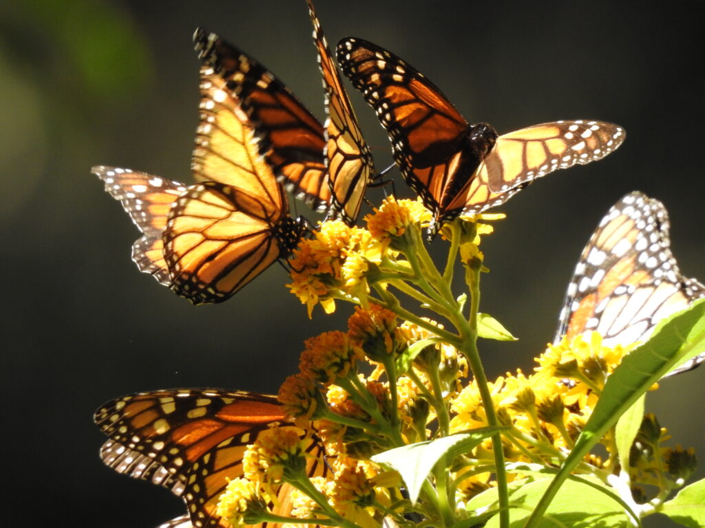 Monarch Butterfly Biosphere Reserve