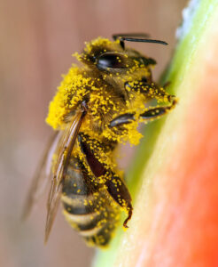 Pollen covered honey bee