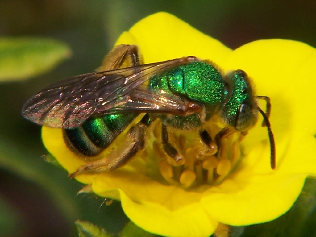 Colorado Invertebrate Surveys