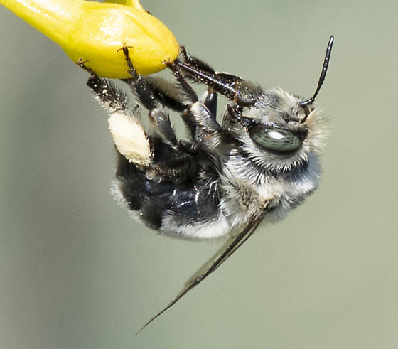Digger Bee? - Anthophora - BugGuide.Net