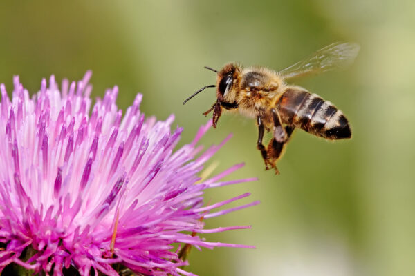 Family Movie Night: The Bee Movie with Live Commentary!