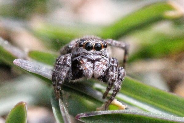 Community Bioblitz at Metzger Farm