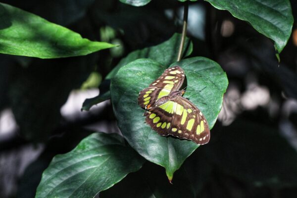Comedy Night in Butterfly Conservatory 2026
