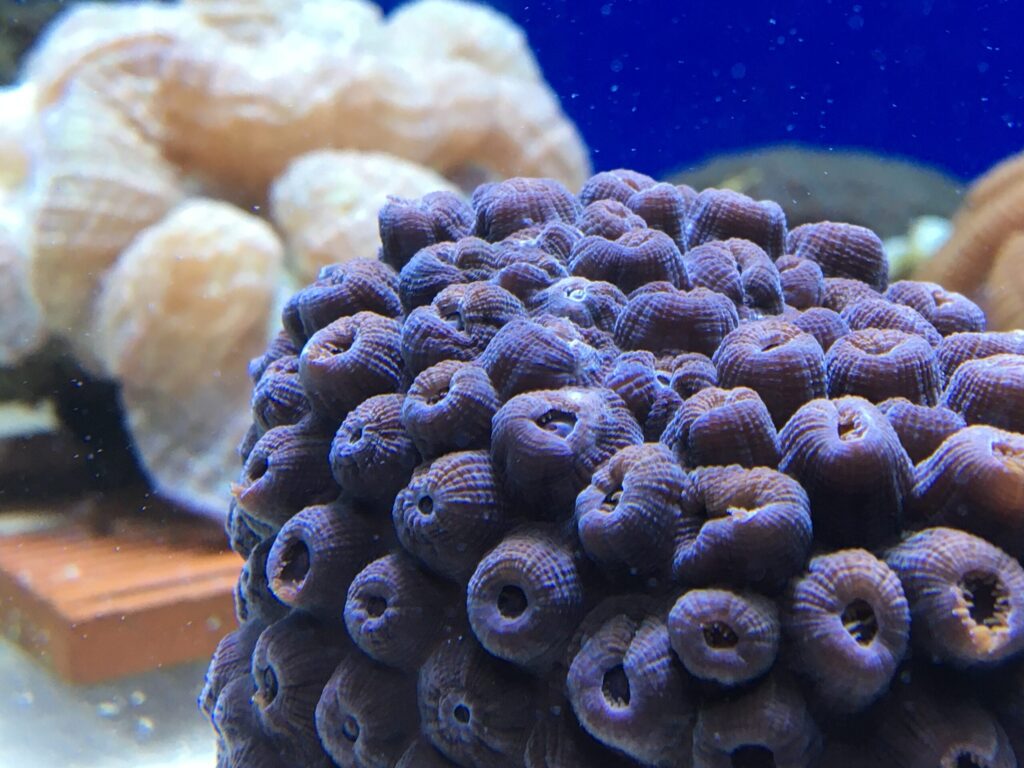 Florida Reef Tract Rescue Project