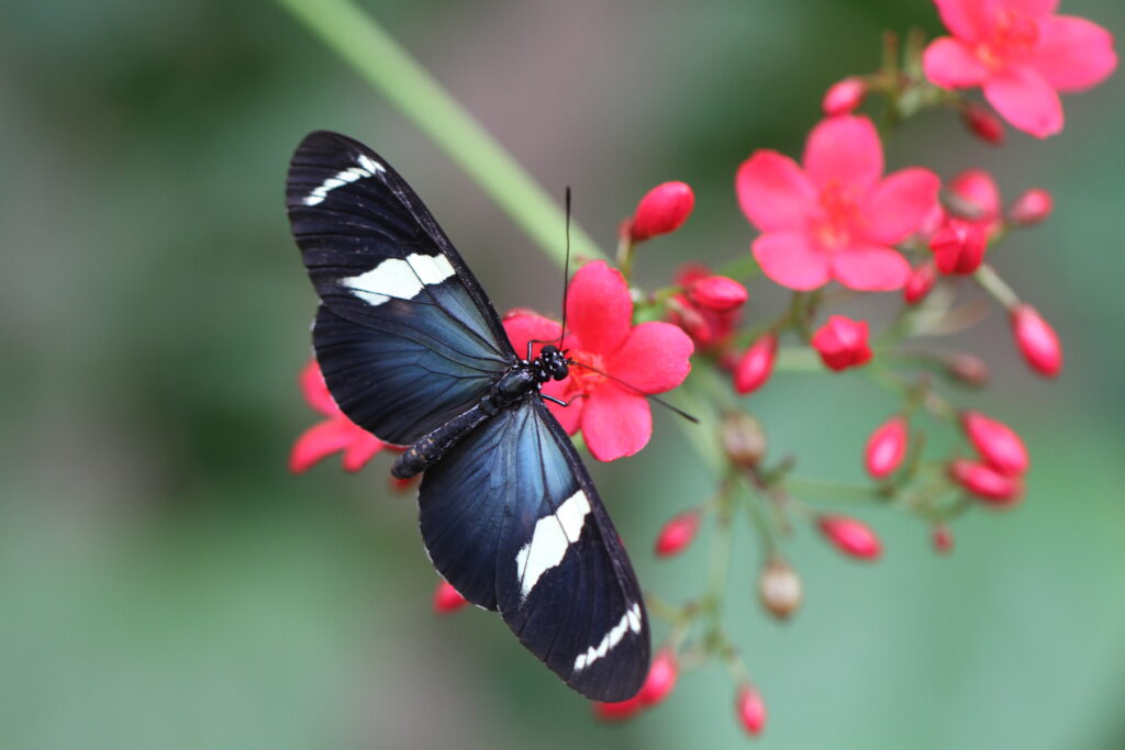Wings of the Tropics