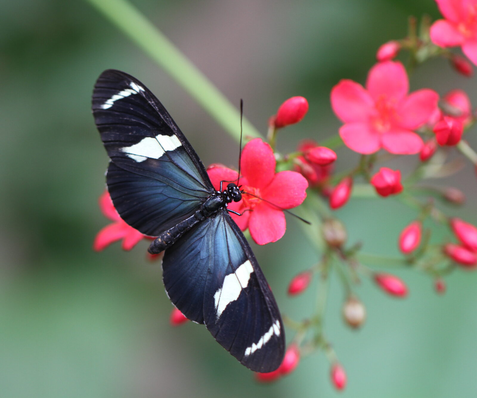 Wings of the Tropics