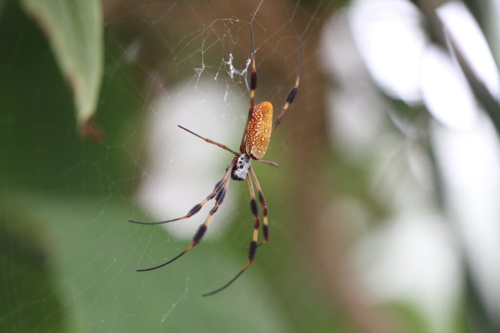Spider Zone