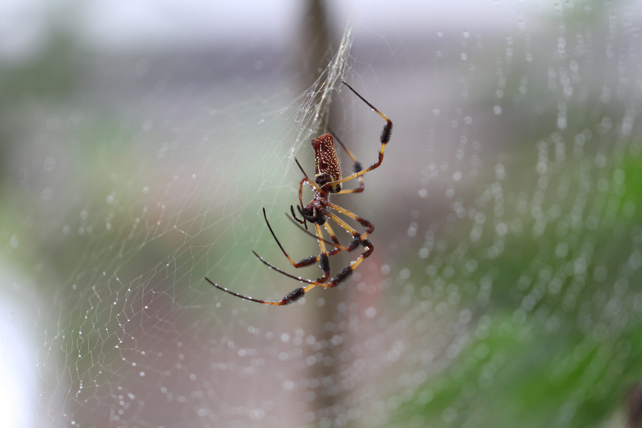 Midwest Area Orb Weaver