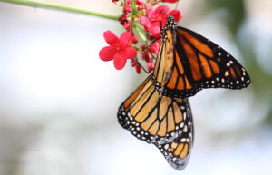 Monarchs in Wings of the Tropics