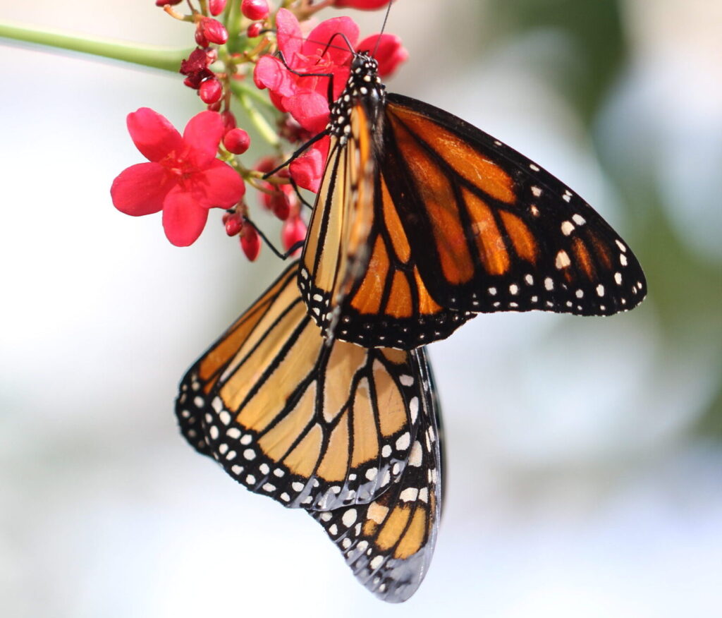 Monarchs in Wings of the Tropics