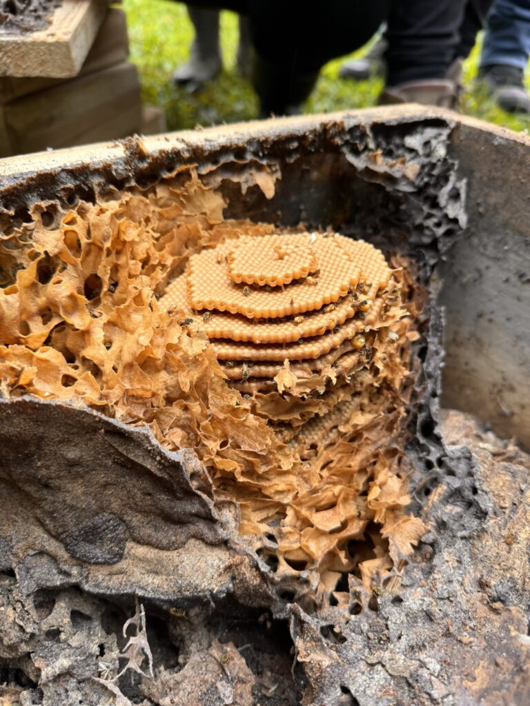 Stingless Bee Conservation in Ecuador