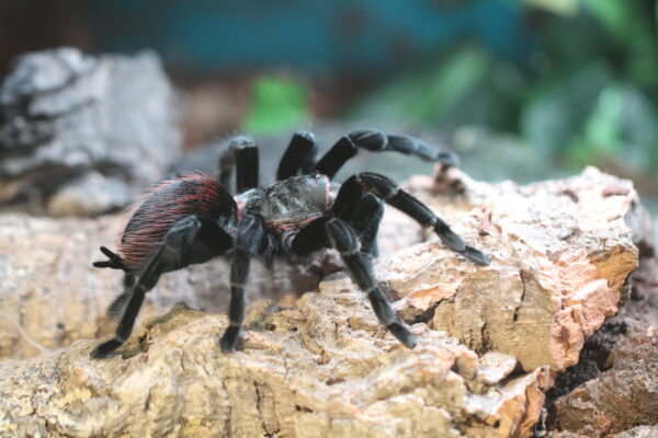 Fall Camps Spider 101