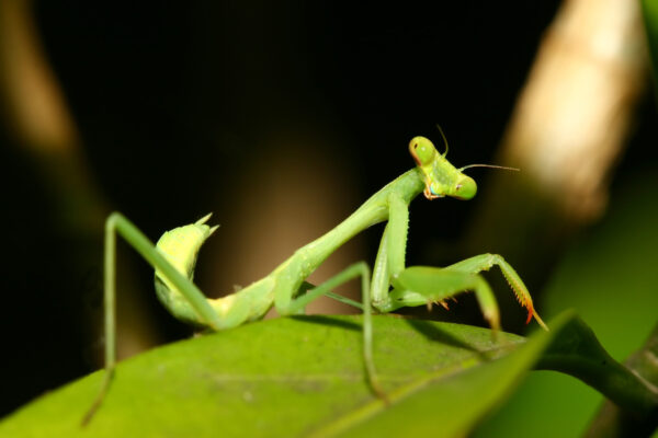 Praying Mantis 101 Day Camp