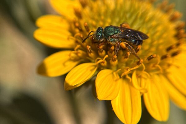 Colorado Native Bees Workshop