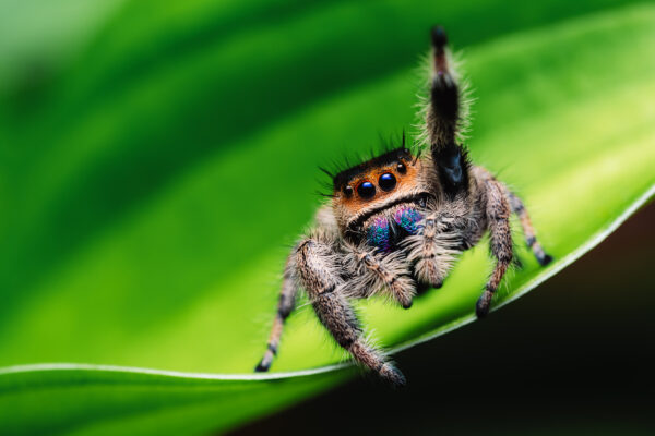 Beginner Macro Photography