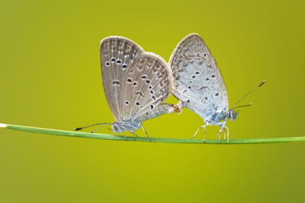 Fluttering Hearts Escape: A Couples Massage Adventure