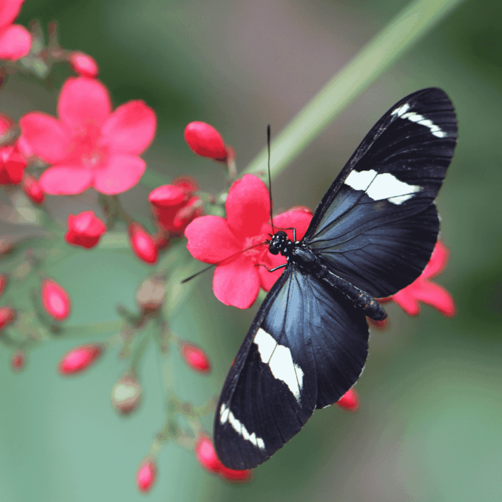 Butterfly Pavilion Wings of the Tropics