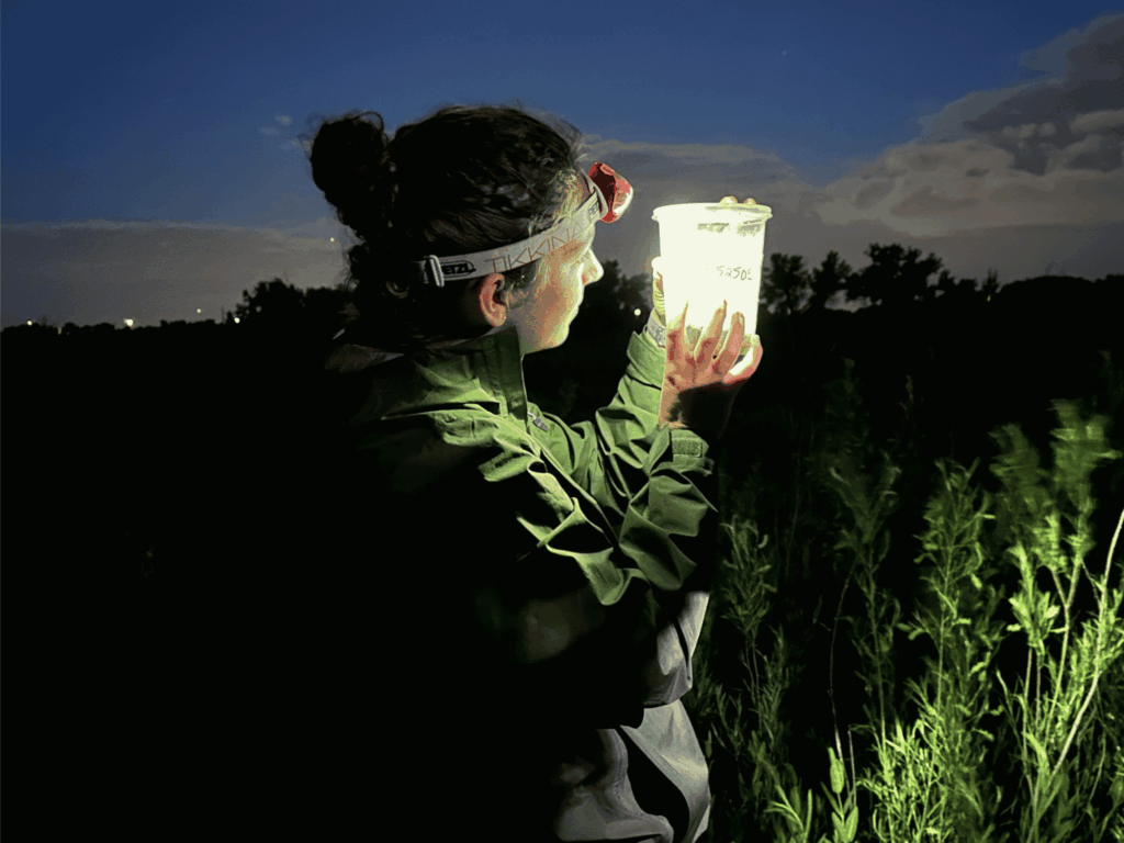 Firefly Lifecycle Project