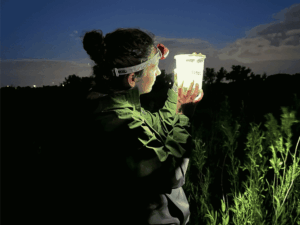 Colorado Firefly Conservation