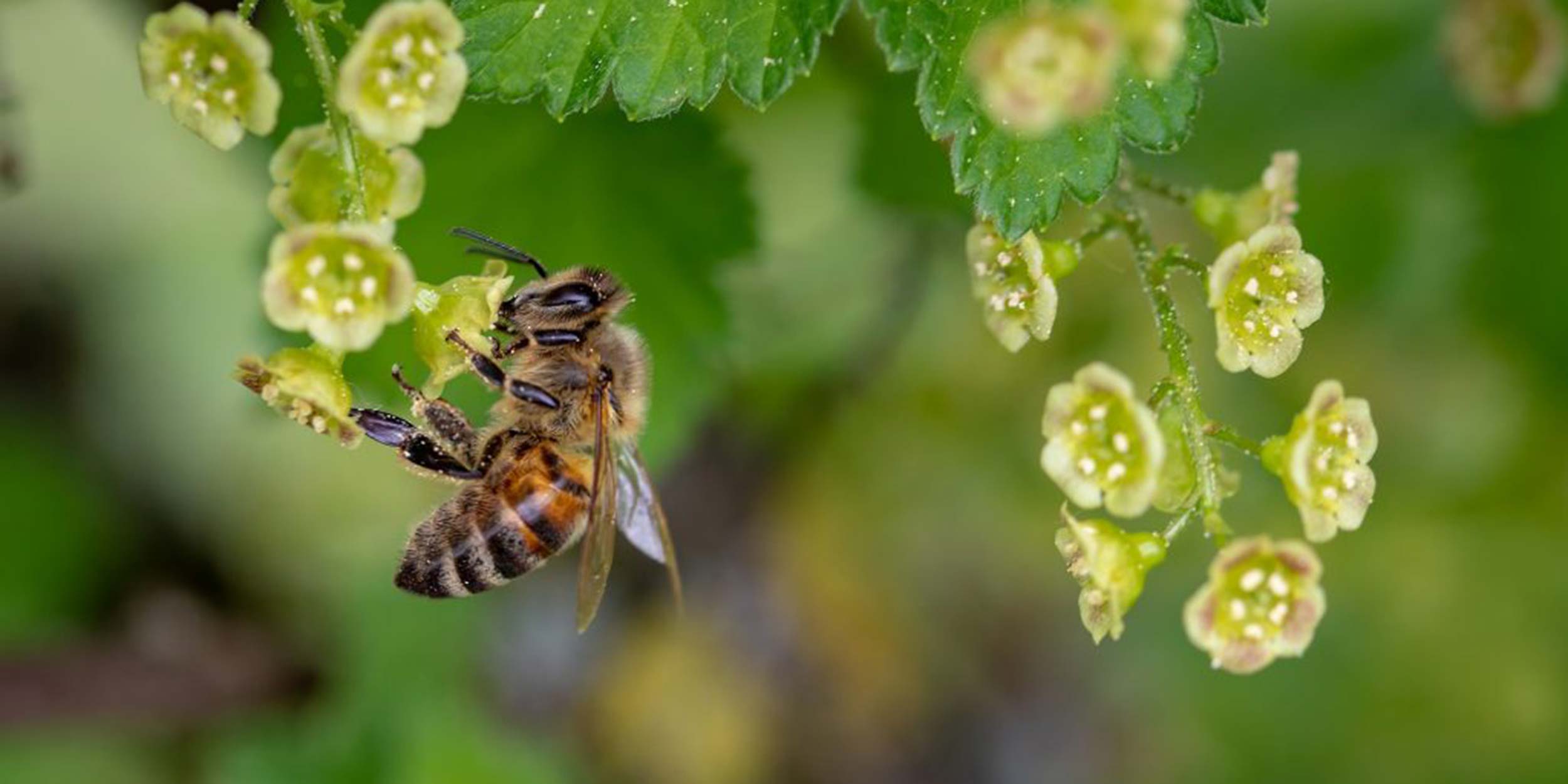 Beekeeping, Pollinator Awareness through Conservation and Education ...