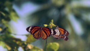 Butterfly | Invertebrate