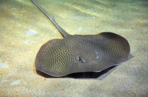 Vertebrate Stingray