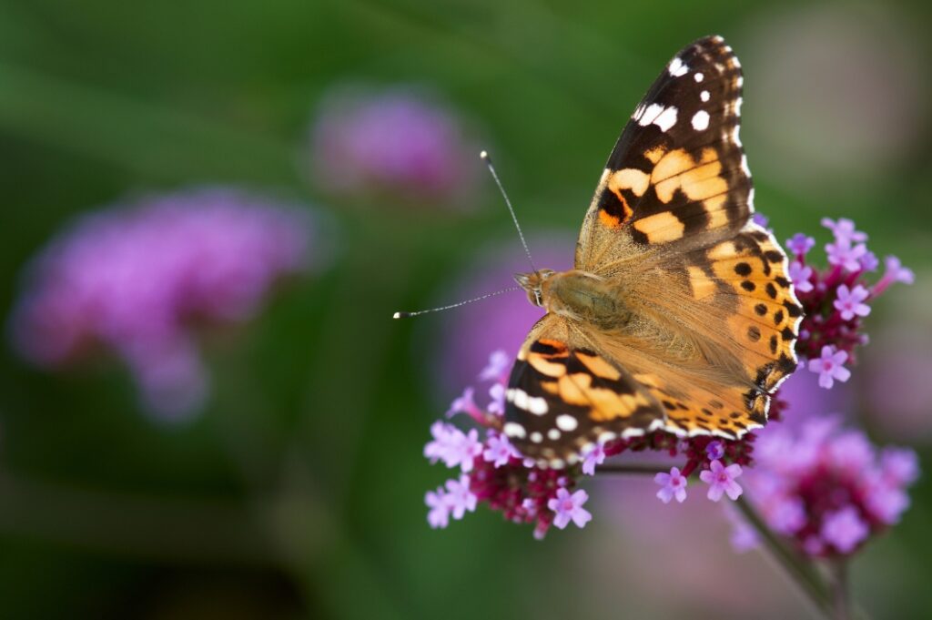 Colorado Butterfly Monitoring Network