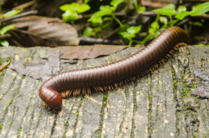 Invertebrate Millipede