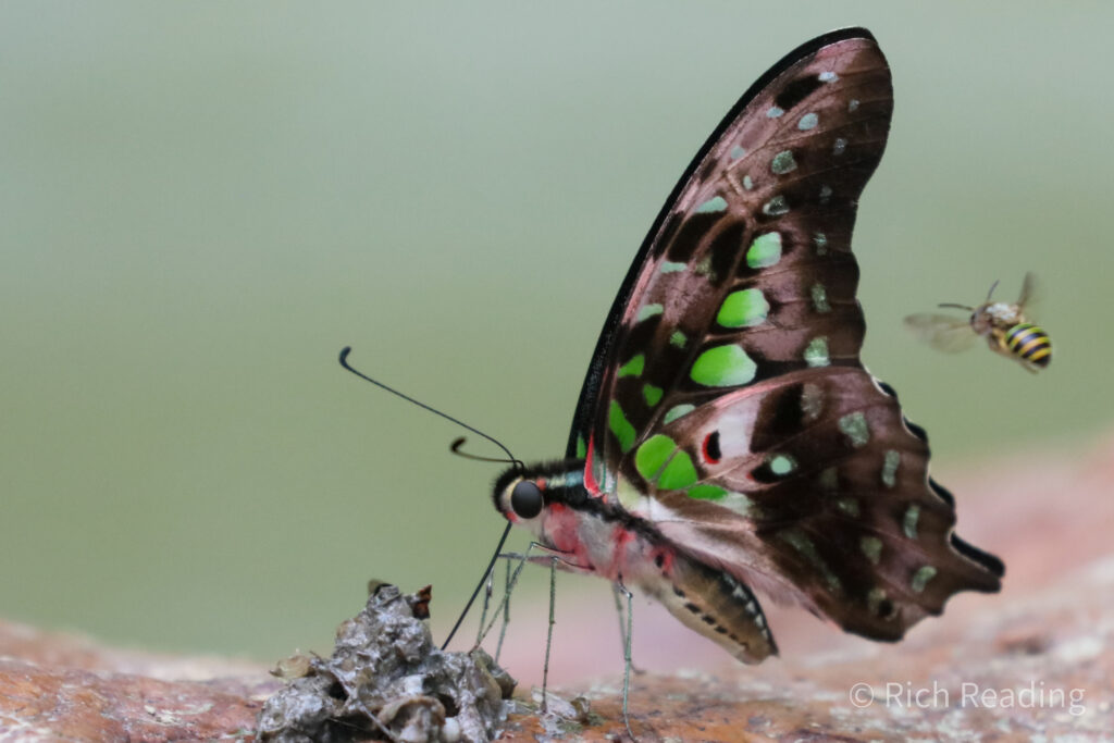 Ketambe Butterfly Project