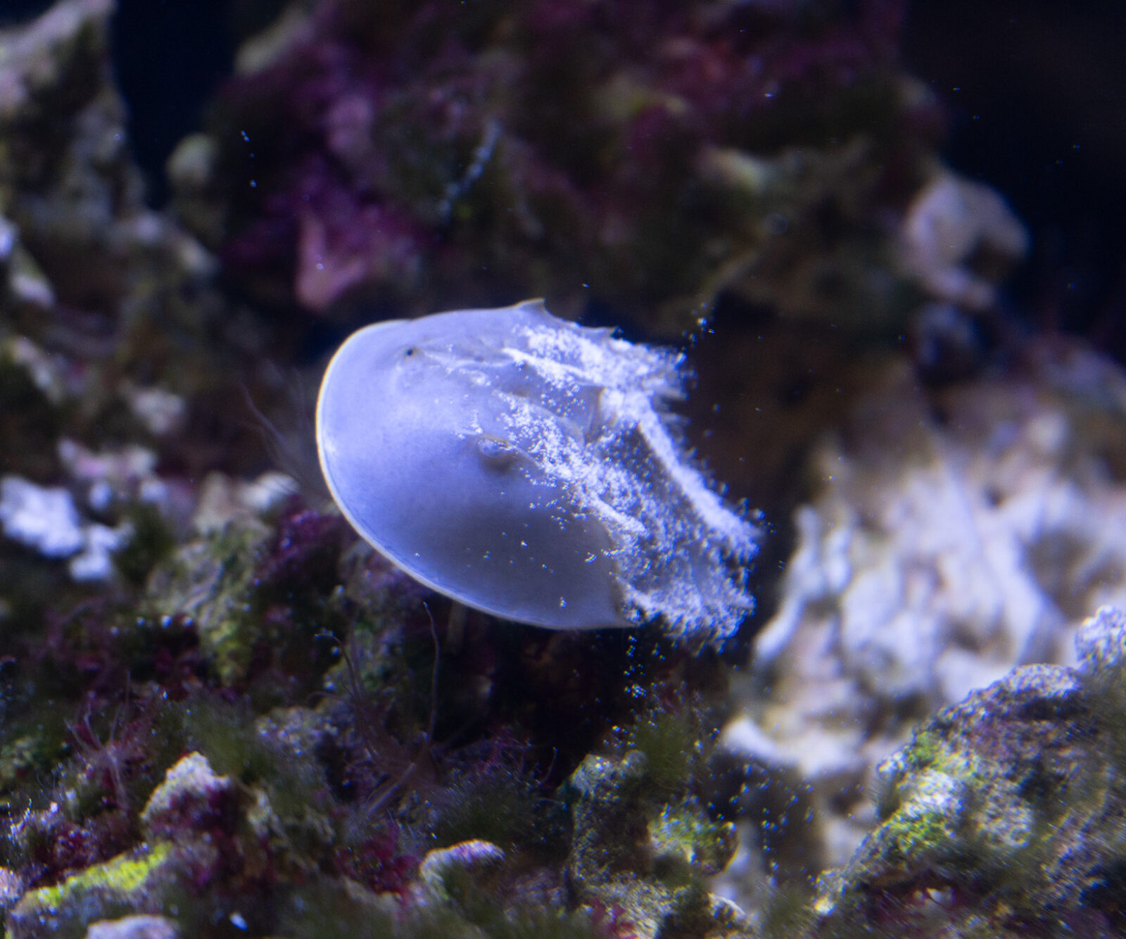 Horseshoe Crab