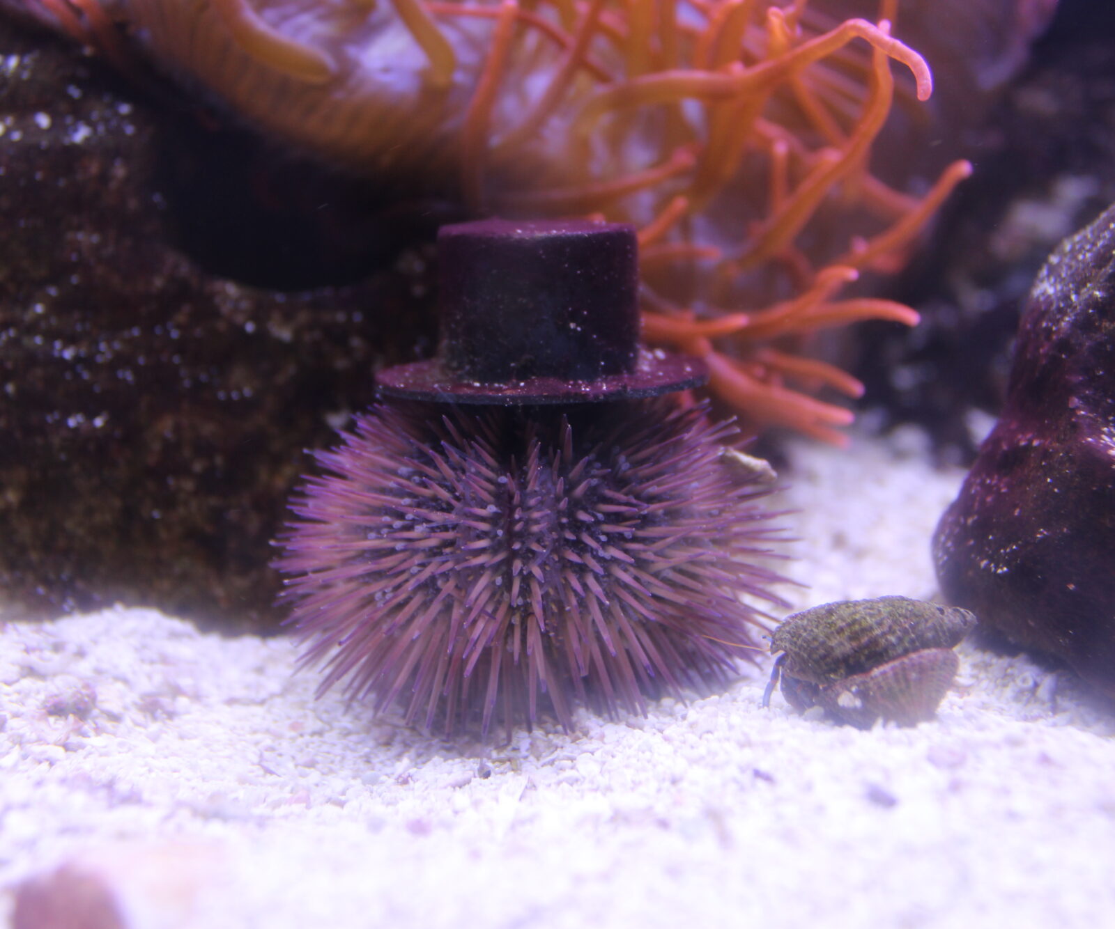 Collector Sea Urchin