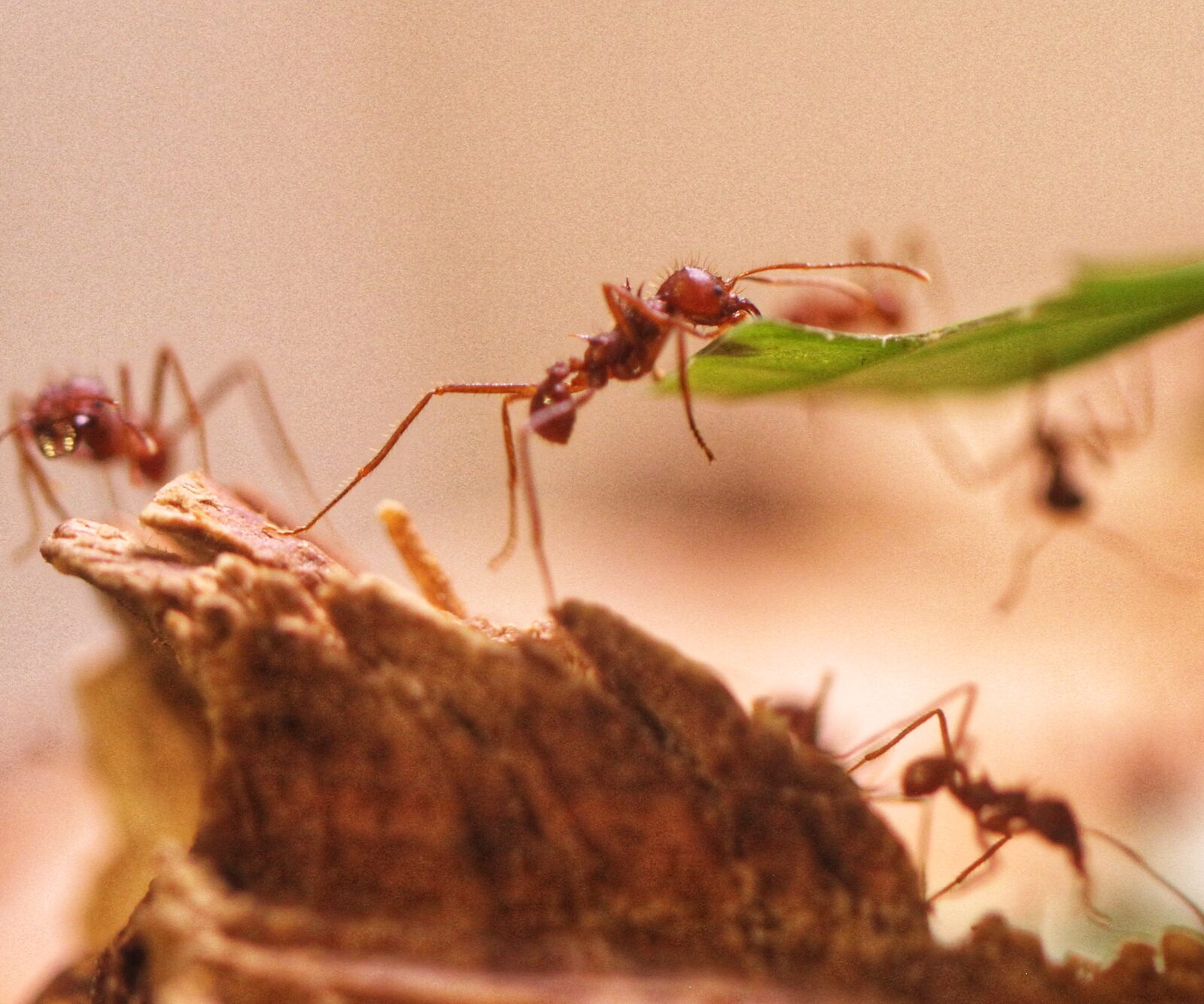 Leafcutter Ants