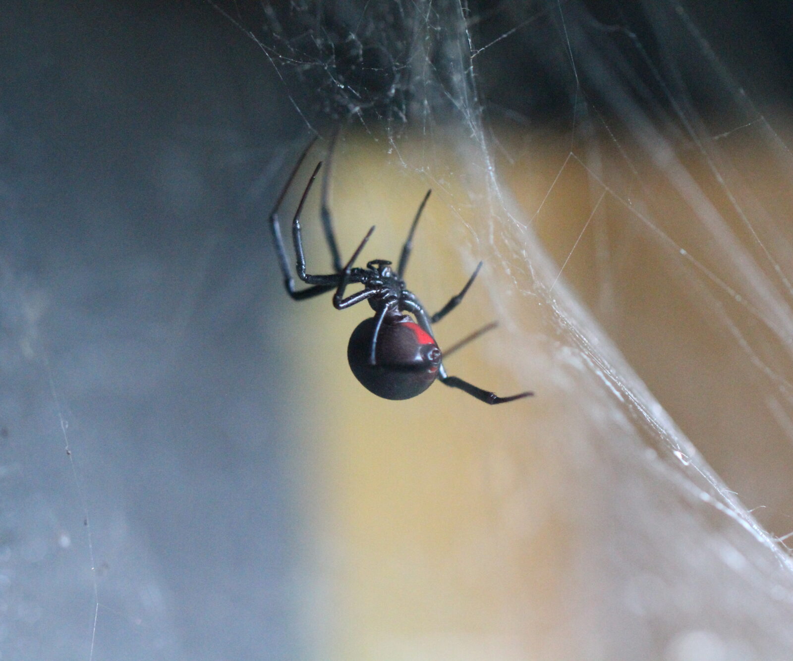 Western Black Widow Spider