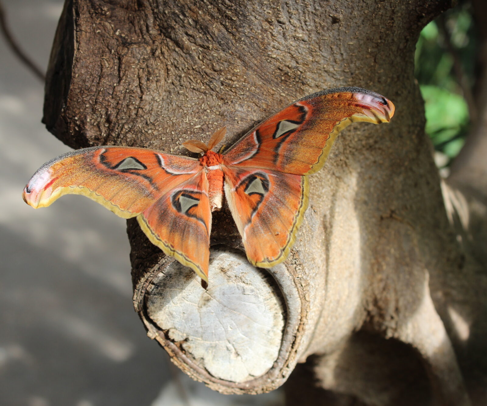 Atlas Moth