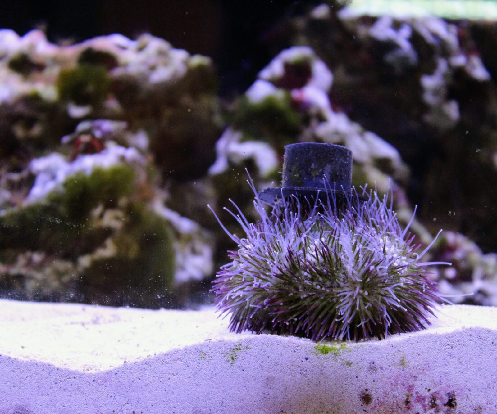 Collector Sea Urchin